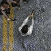 Undead Highway game